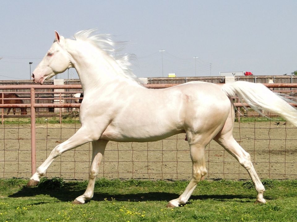 Cremello Saddlebred Horses
